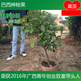 巴西神秘果苗 四季开花当年结果盆栽果树 南北种植盆栽果树苗