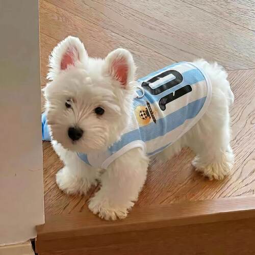 宠物衣服足球世界杯主题衣小型犬