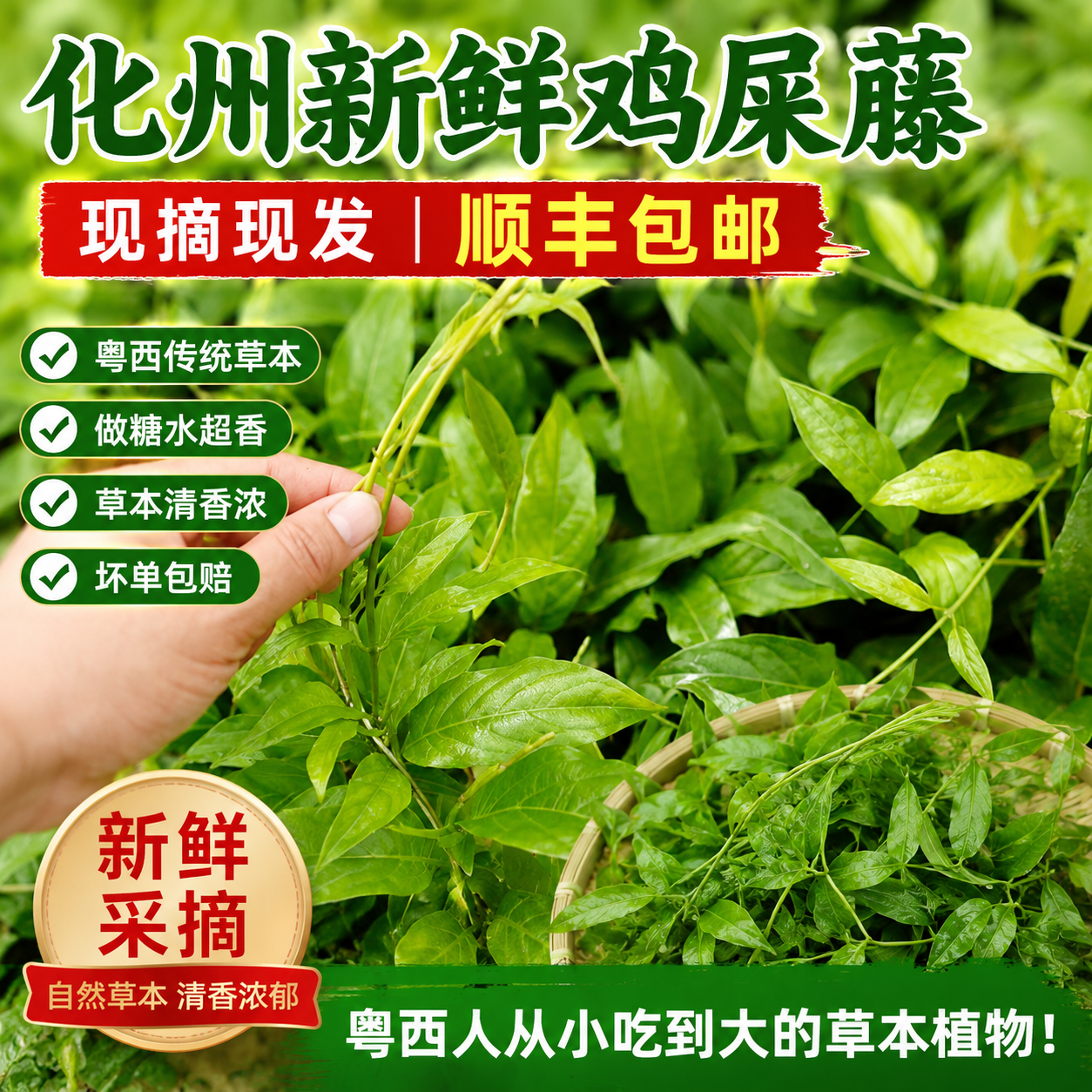 广东茂名新鲜鸡屎藤臭屁藤鸡矢藤原料带树枝现摘现发顺丰包邮