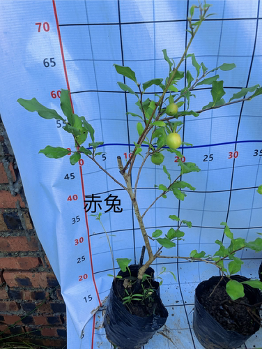 紫阳金丹母桩阳台泸州包邮金弹子