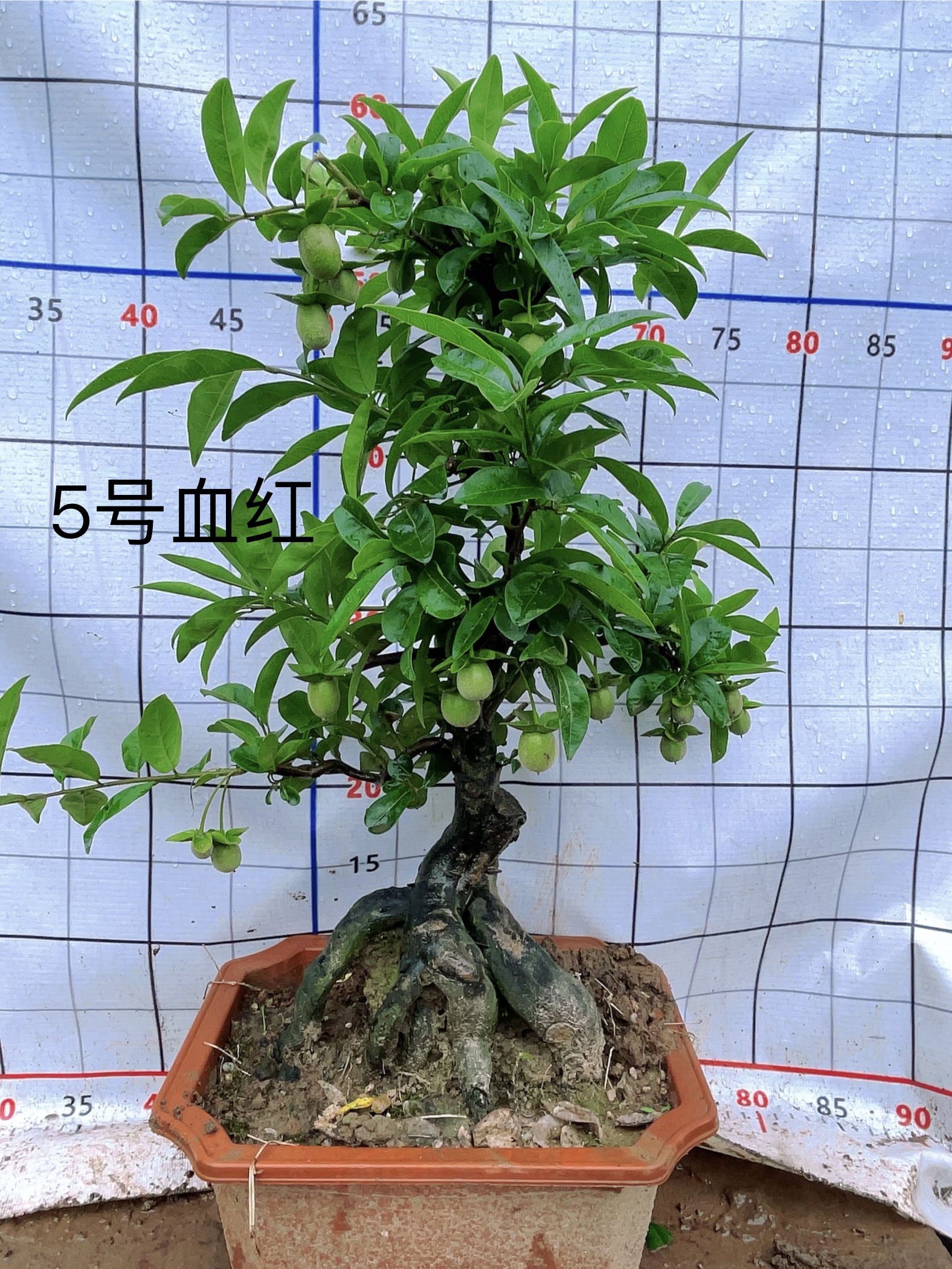 瓶兰花金弹子品种桩血钻葫芦紫阳花生十里桃花一物一拍原盆原土发