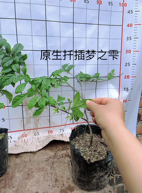 原生老鸦柿金弹子  母桩 绿植美观 随机发货原盆原土发货包邮