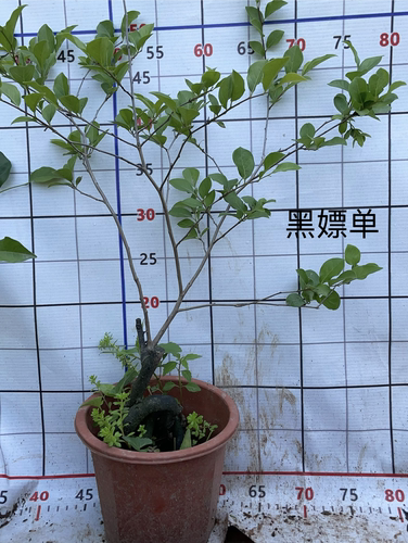 紫阳金丹母桩阳台泸州包邮金弹子