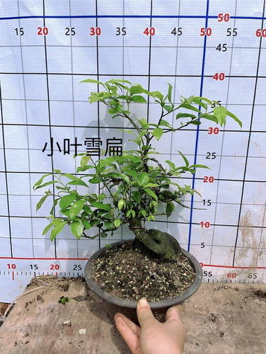 玛瑙叶片漂亮值得拥有泸州金弹子