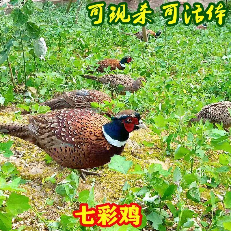 山鸡活体七彩山鸡鲜活山鸡雉鸡珍珠鸡土鸡包邮