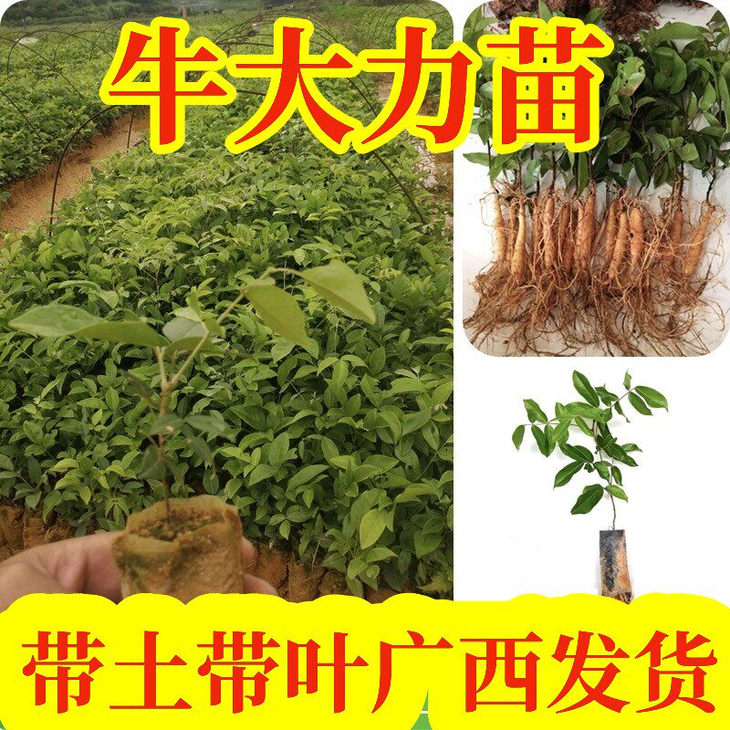 广西苗圃直销牛大力种子苗中小叶树苗南北方种植庭院种植苗包邮