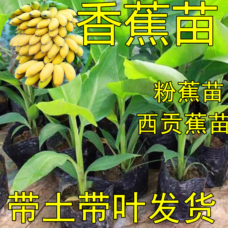 金粉蕉苗香蕉苗西贡蕉苗皇帝蕉苗南方带土带叶发货好种易活