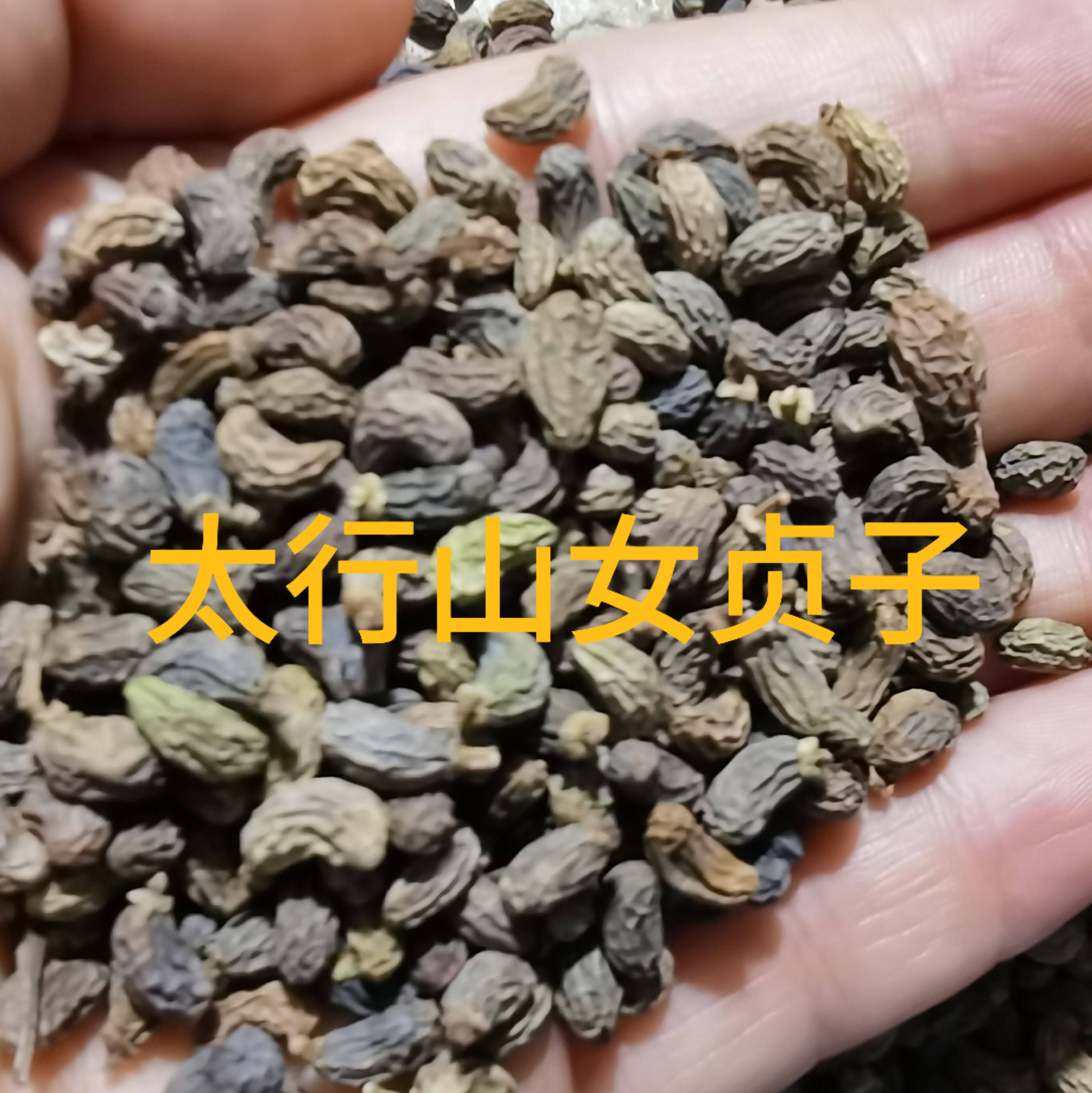 野生女贞子冬青子2025冬农家自采太阳晒无硫熏精选500克二份包邮