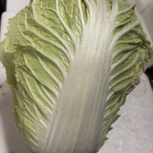 大白菜露地邻居家种植霜冻白菜吃烩菜火锅菜4斤以上