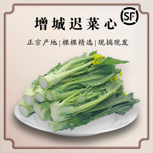 顺丰包邮增城小楼迟菜心新鲜当季广东菜心蔬菜新鲜采摘甜嫩油菜