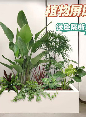 植物组合盆栽绿植隔断造景花箱室内外阳台庭院展会花镜真绿植