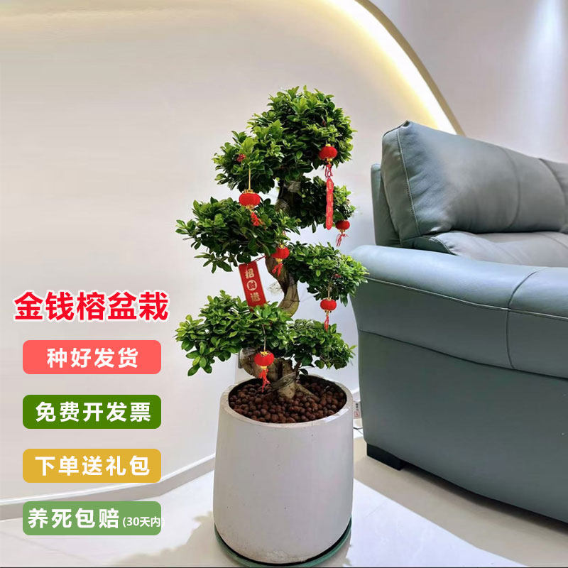 金钱榕树盆栽客厅办公室招财绿植摇钱树乔迁送礼植物四季常青好养,鲜花速递/花卉仿真/绿植园艺,大型绿植/成品组合盆栽,淘宝优惠券,粉丝福利购,淘宝优惠卷
