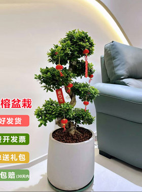 金钱榕树盆栽客厅办公室招财绿植摇钱树乔迁送礼植物四季常青好养
