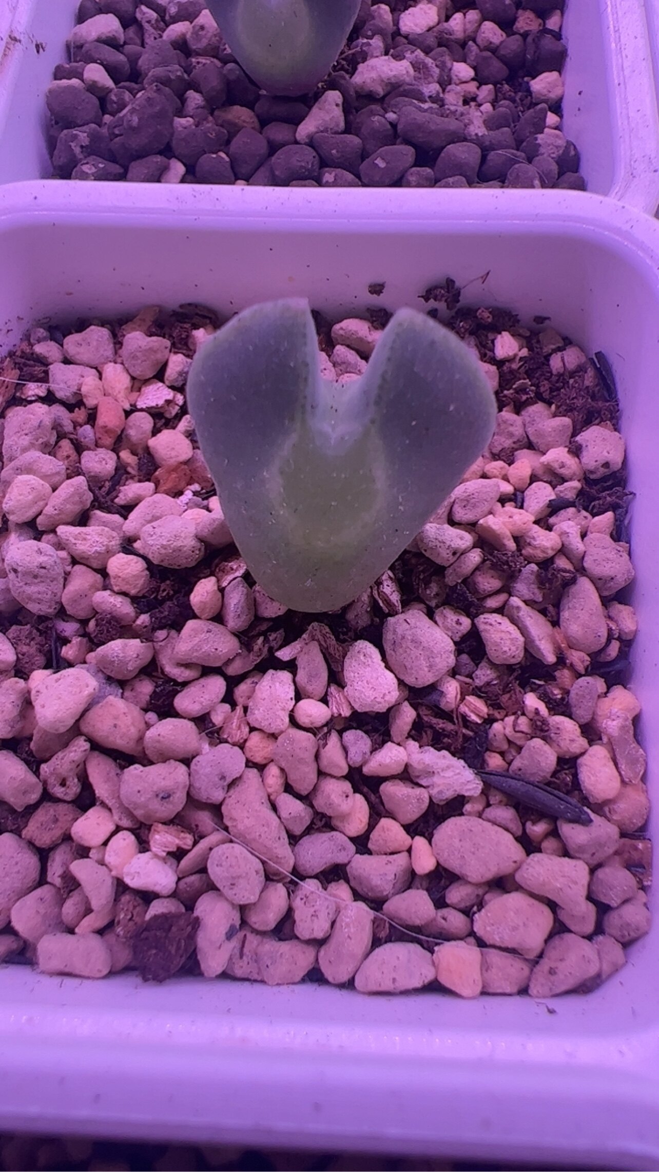 空蝉大眼睛  2年苗子多肉植物