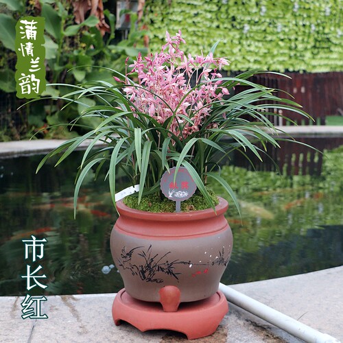 老种市长红夏秋开花新手好养红花