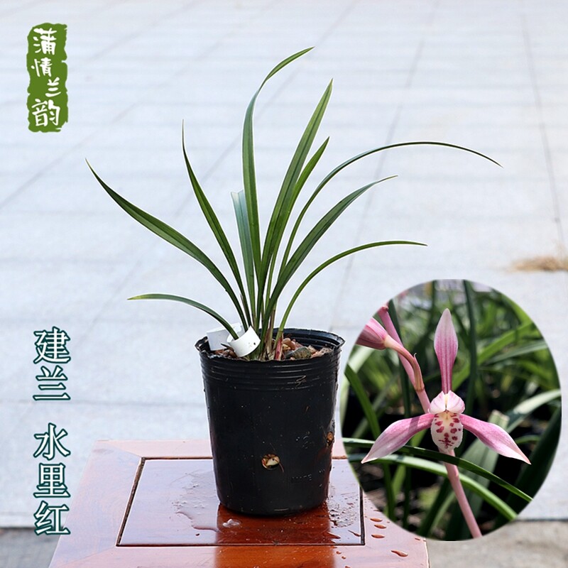兰花苗建兰四季兰 水里红 夏秋开花浓香室内客厅阳台绿植盆栽花卉