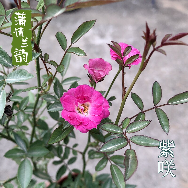 微月 紫咲 月季盆栽花苗阳台超微型月季四季丰花多阳台盆栽