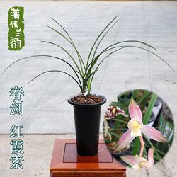 兰花苗春剑 红霞素 花艺双全红素花室内盆栽植物绿植花卉