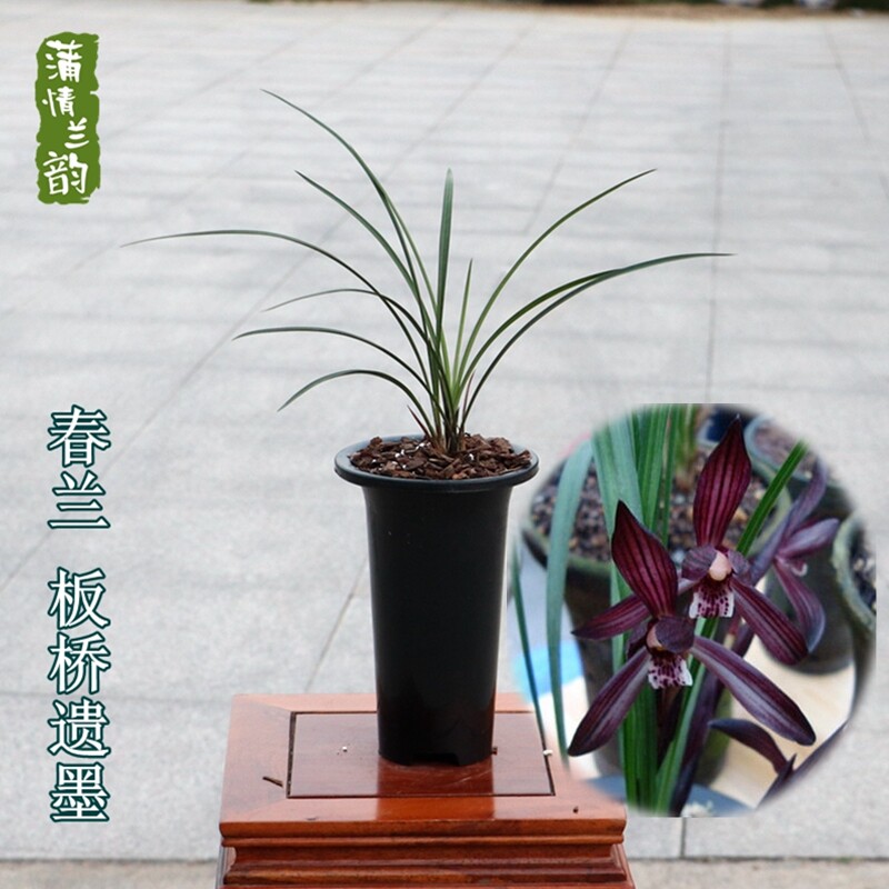 兰花苗春兰 板桥遗墨 传统铭品老种浓香盆栽绿植室内外好养花卉