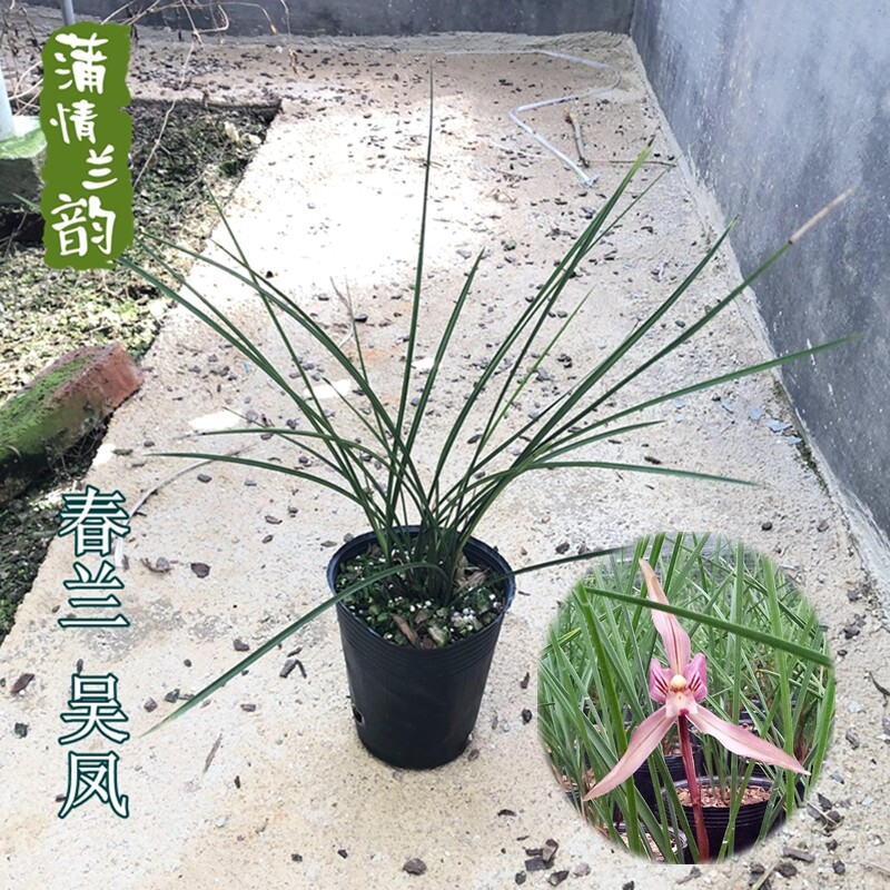 兰花苗 吴凤 春兰名品红花浓香好养绿植花卉盆栽 春季带花苞