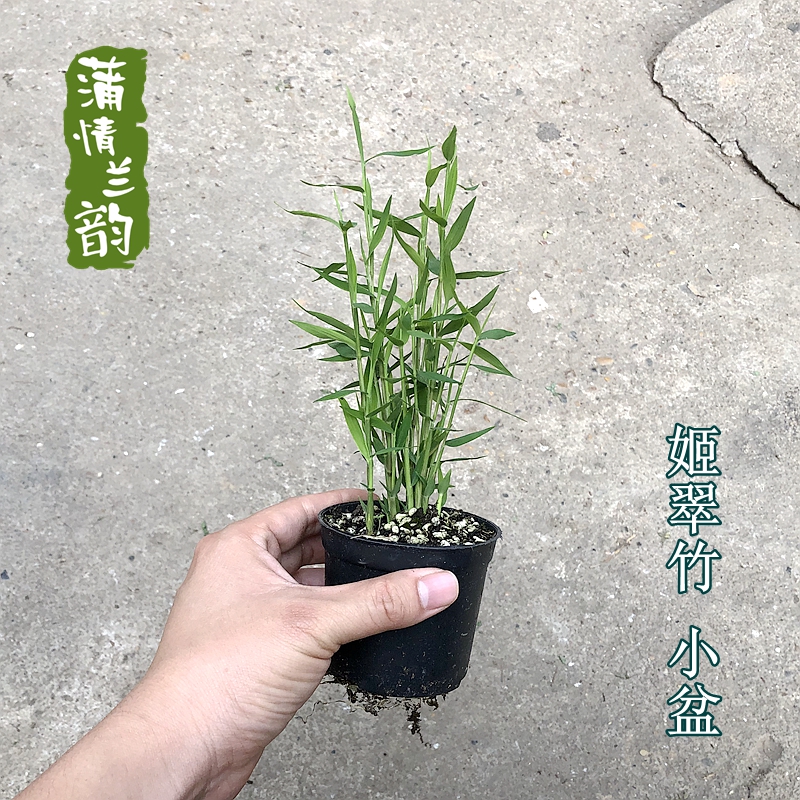 绿植办公室茶桌日本包邮花卉植物