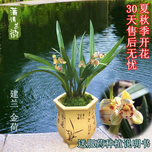 荷瓣兰花建兰金荷四季兰夏秋开花