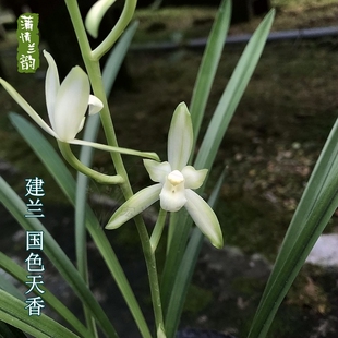 兰花苗四季 兰建兰国色天香 铁骨黄牙夏带花苞盆栽绿植浓香花卉