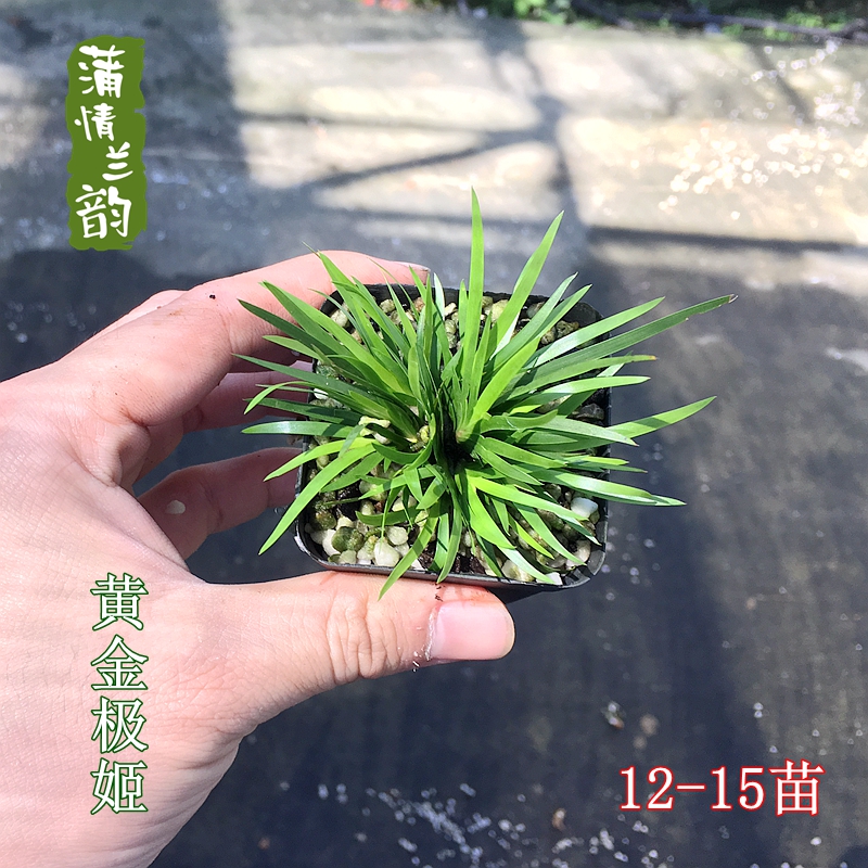 微型盆景黄金极姬菖蒲细叶 金钱虎须日本进口办公室盆栽带盆发货