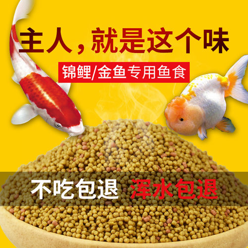 可开发票-|不浑水锦鲤鱼金鱼