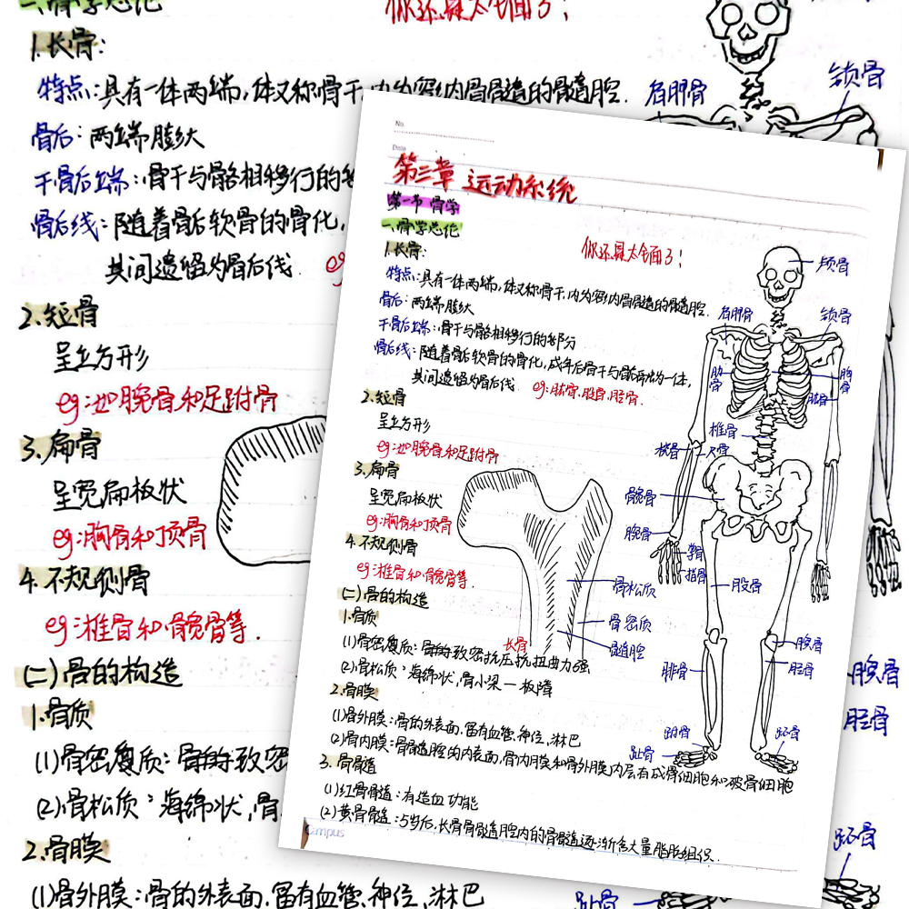 【加大高清】18张人体解剖贴纸医学生专用干货人体系统学习贴画