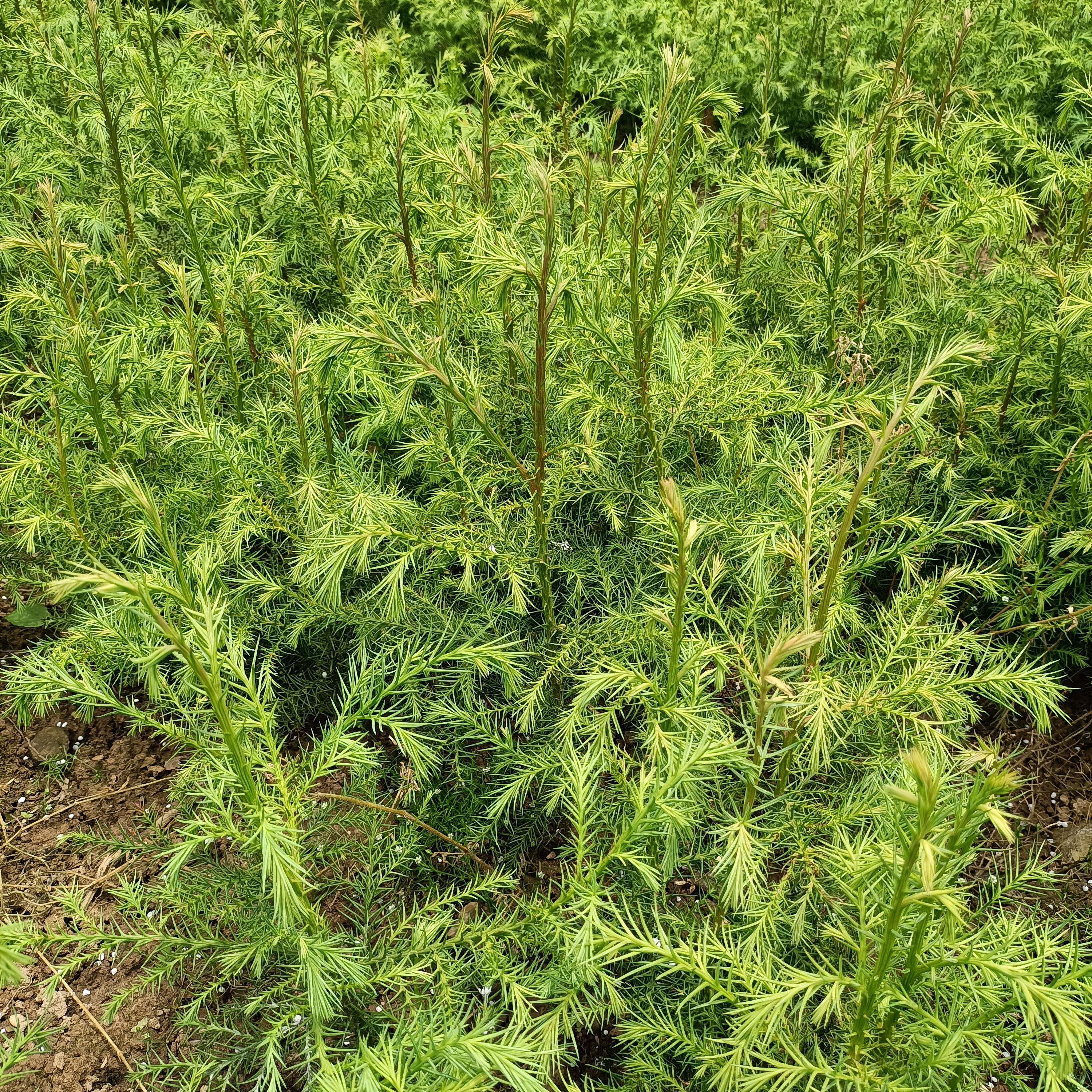 柳杉树苗日本柳杉柳杉价格柳杉小苗湖北省柳杉湖北柳杉四季常青树