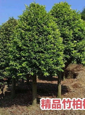 竹柏驱蚊四季常青易栽植成活