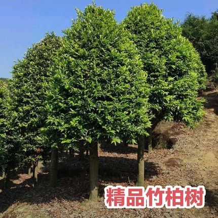 名贵竹柏树苗常绿罗汉松科竹柏树别墅种植绿化苗木驱蚊常青花木树