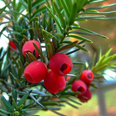 红豆杉树苗常绿乔木南北方庭院果树苗正宗紫杉挂红果名贵树大乔木