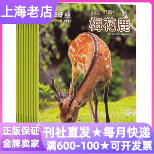 期刊2026年征订阅刊全年12期2 游戏互动科学启蒙 小聪仔自然科普版 6岁读过刊动植物课外书亲子共读启蒙版 杂志婴儿幼儿版