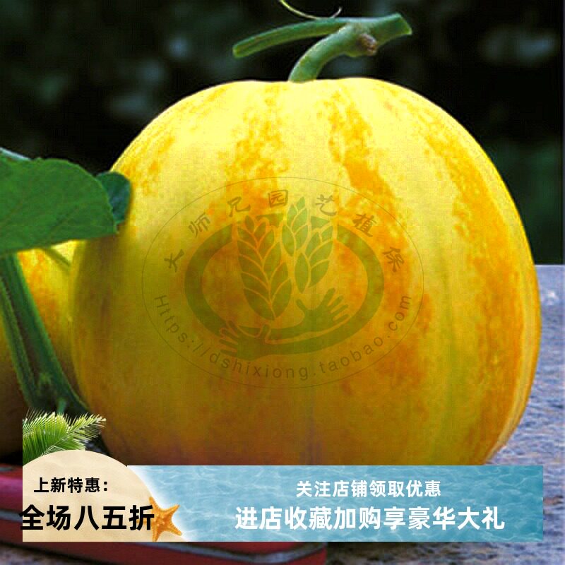 鼎牌金帝斯威特1号早熟薄皮香瓜甜瓜种子超甜皮薄而脆不易裂瓜