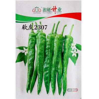 早熟味香辣小牛角形辣椒种子湘研