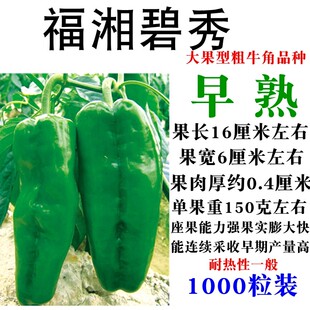 兴蔬辣椒种子大果型粗牛角椒福湘秀丽碧秀5号早中晚熟高产抗病