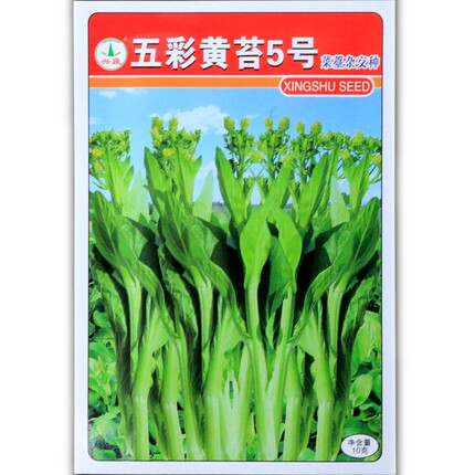 白菜苔种子五彩黄薹一号四号5号11号湘黄1号极早熟中熟苔粗黄绿色