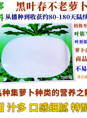 萝卜种子黑叶春不老萝卜根肉白色味甜耐寒抗病抽苔晚近圆形抗糠心
