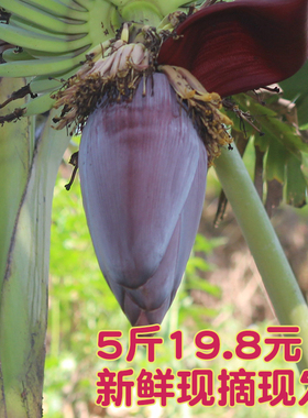 广西野生芭蕉花新鲜食用5斤包邮香蕉心大蕉花蕾现摘农家自种绿色