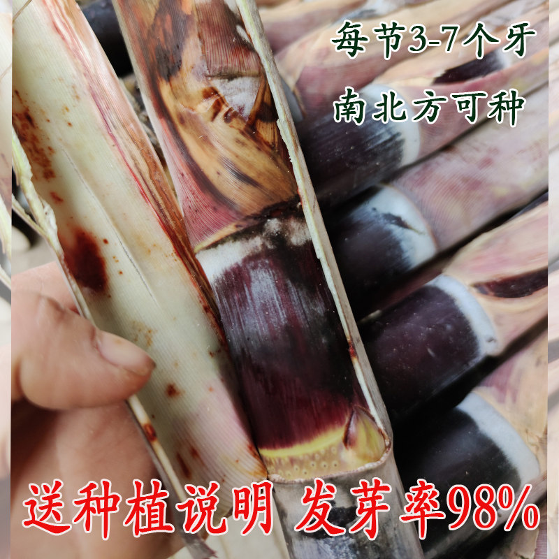 广西黑皮甘蔗苗南方北方可种植水果甘蔗种子包种活5/50棵耐寒盆