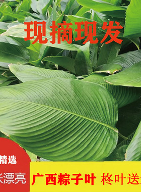 广西大粽叶新鲜大号叶子现摘肇庆裹蒸粽叶子过节过年包粑粑柊叶冬