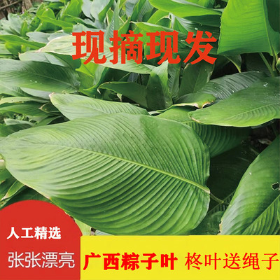 广西大粽叶新鲜大号叶子现摘肇庆裹蒸粽叶子过节过年包粑粑柊叶冬