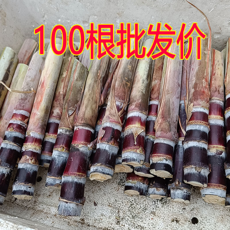 广西黑皮甘蔗苗南方北方可种植水果甘蔗种子包种活5/50棵耐寒盆