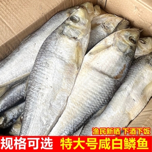 山东日照特大号咸白鳞鱼干整只渔民新晒下酒下饭海鲜
