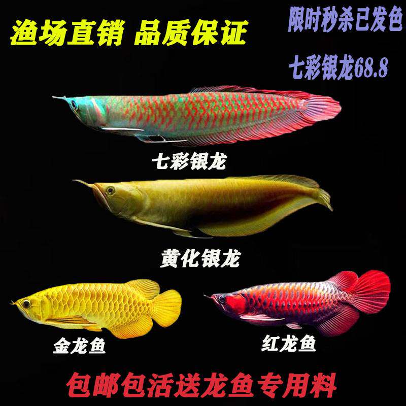 七彩银龙鱼活体鱼苗风水鱼金龙鱼鱼