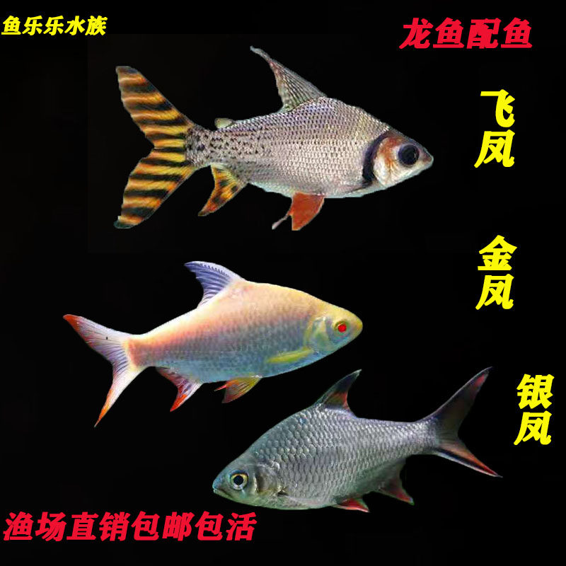 飞凤鱼活体直纹飞凤金凤银凤龙鱼配鱼热带观赏鱼吃垃圾鱼泰国鲫