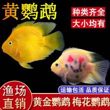 黄鹦鹉鱼活体黄金元宝淡水热带观赏风水鱼梅花鹦鹉发财鱼血鹦鹉鱼