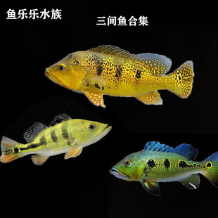 黄金巴西亚鱼皇冠三间金老虎鱼活体蓝帆五间帝三间鱼苗申古三间